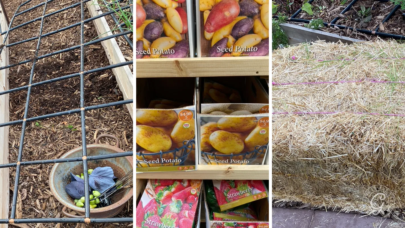 Split image: left shows a garden bed; center, packets of seed potatoes; right, a straw bale in a garden.