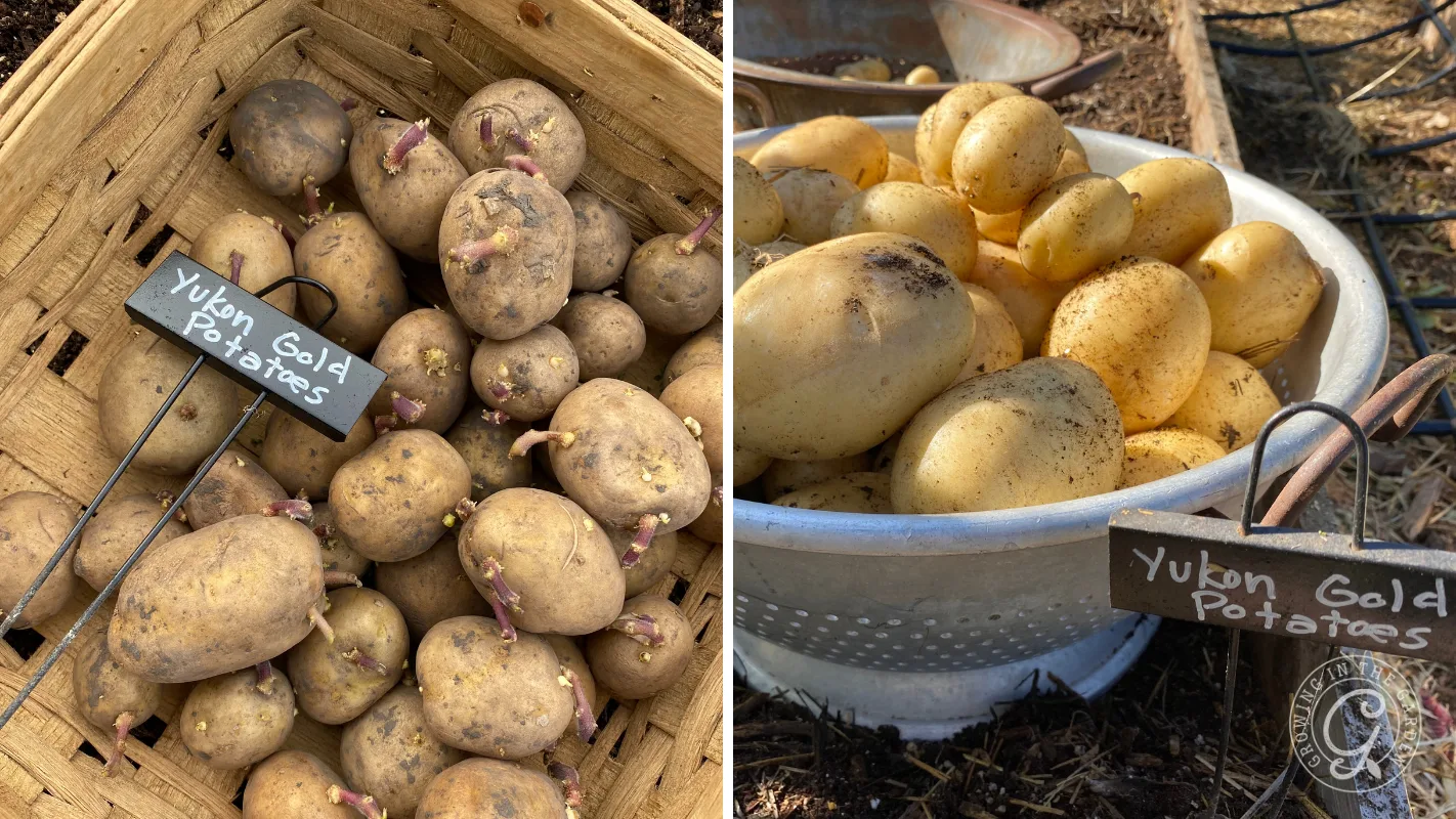 Left: Sprouting Yukon Gold potatoes in a basket. Right: Freshly harvested Yukon Gold potatoes in a colander.