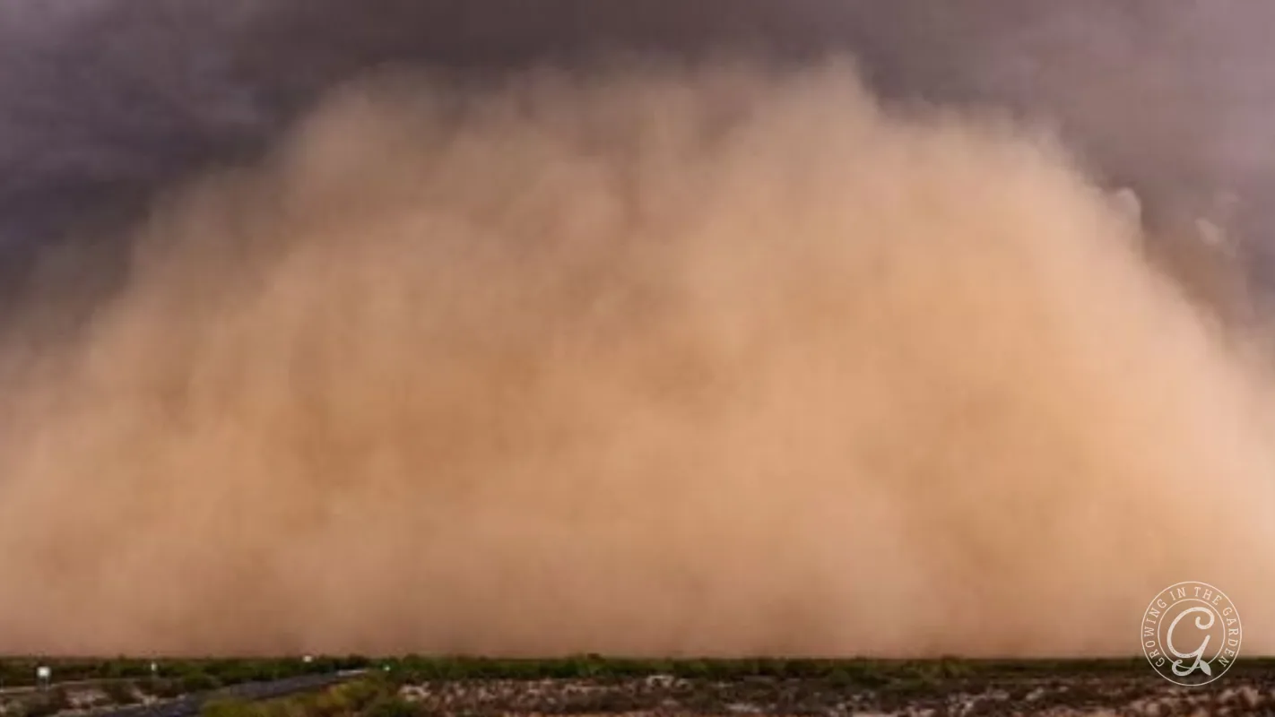 A wall of brown dust from a haboob moves across open desert under dark storm clouds.