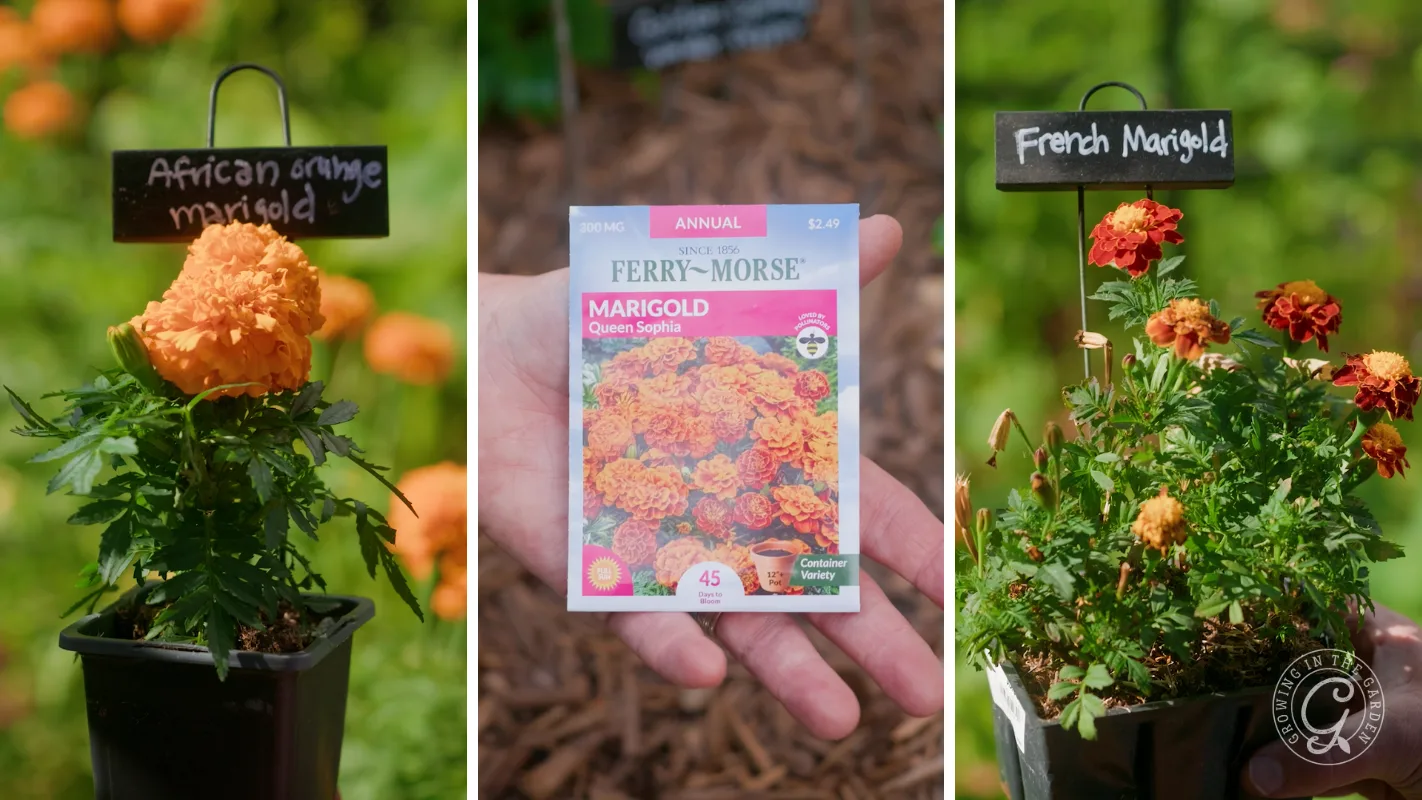 Three images show African orange marigold, a hand holding Queen Sophia marigold seeds, and a French marigold plant.