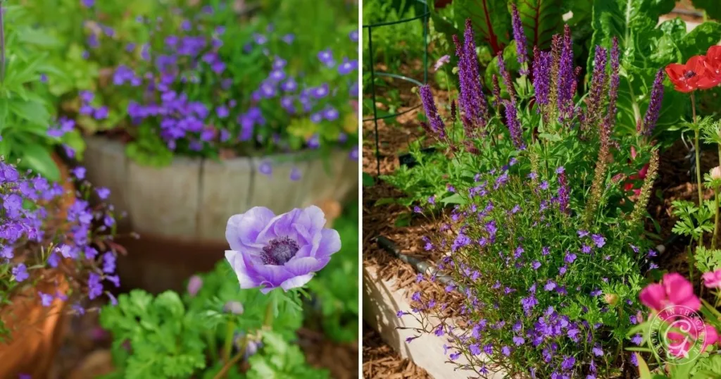 Side-by-side images of vibrant purple flowers blooming in garden planters with green foliage, perfect inspiration for anyone learning how to grow lobelia.