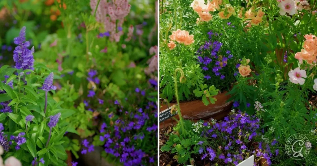 Close-up of vibrant purple and pink flowers, including tips on how to grow lobelia, blooming beautifully in garden pots and beds.