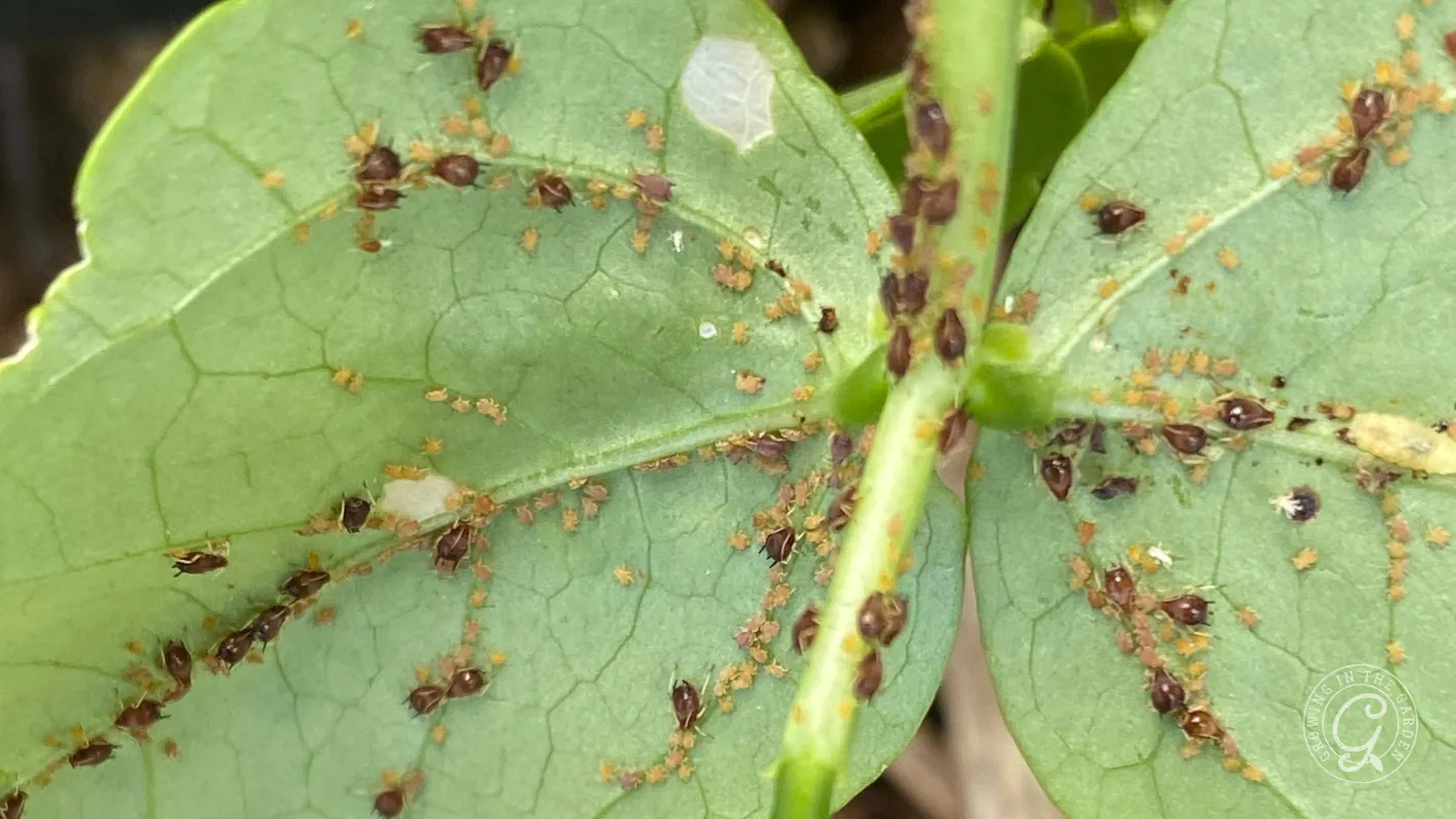 Small brown and yellow aphids clustered with ants on the underside of a green cowpea leaf.