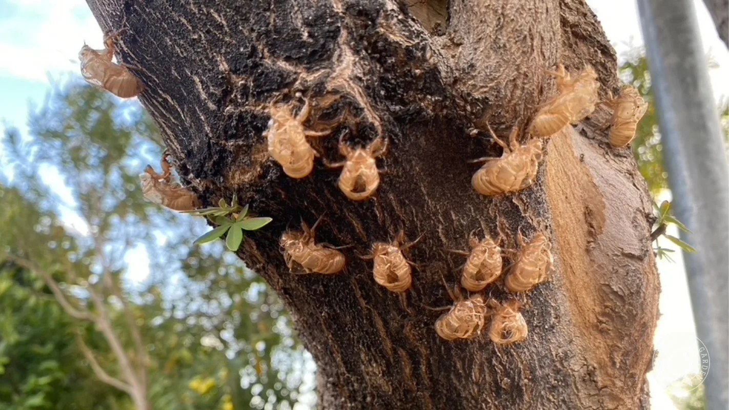 Dozens of empty brown cicada shells cling to the bark of a tree trunk surrounded by green leaves.