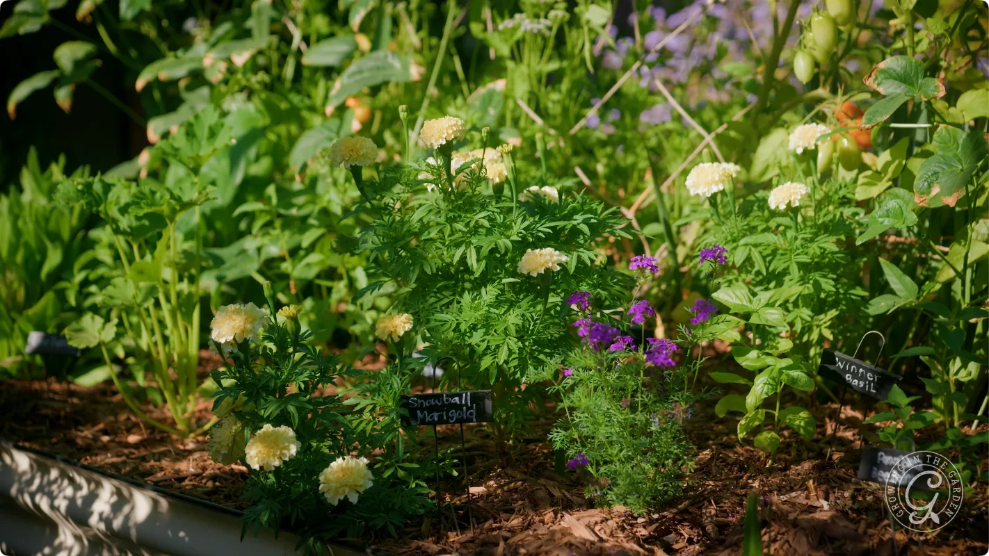 Yellow marigolds and purple flowers grow in a garden bed with small plant labels among green foliage.