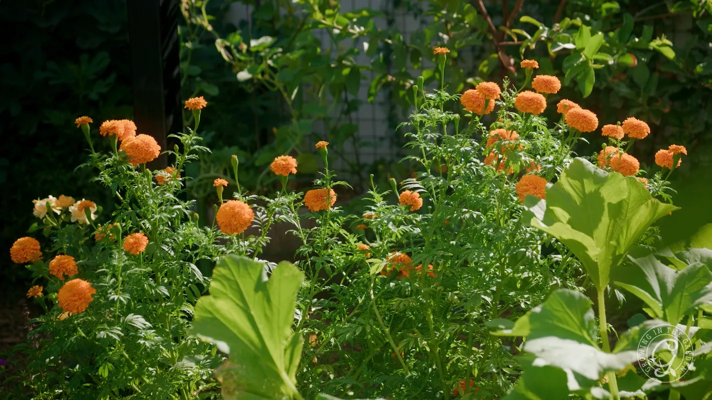 Orange marigold flowers blooming in a lush green garden with sunlight filtering through the leaves.