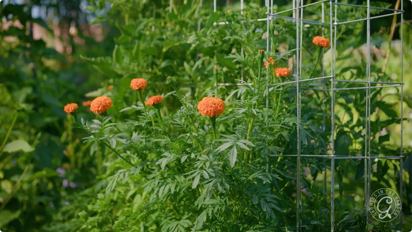 Orange marigold flowers grow near a metal wire garden trellis, surrounded by green foliage.