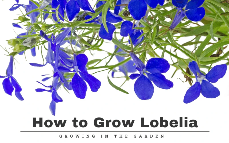 Lobelia flower deals