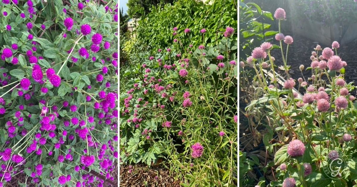 Three panels showing clusters of pink and purple globe amaranth flowers growing in a garden setting.