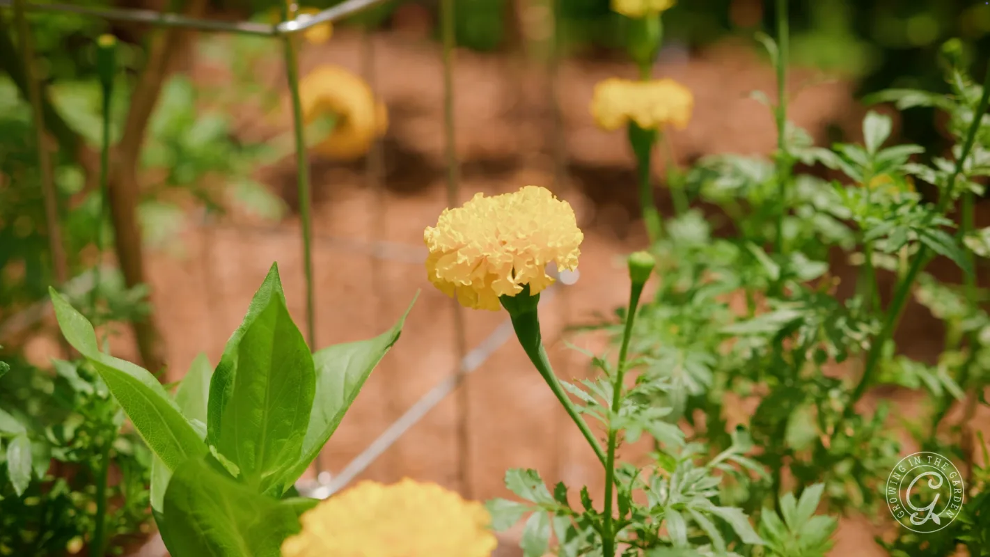 Yellow marigold flowers blooming in a garden, surrounded by green leaves and soil in the background.