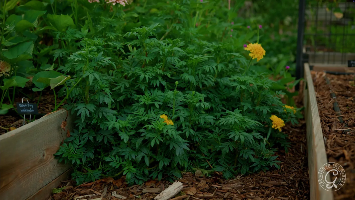 A green bush with a few yellow flowers grows next to a wooden garden bed, mulched ground in front.
