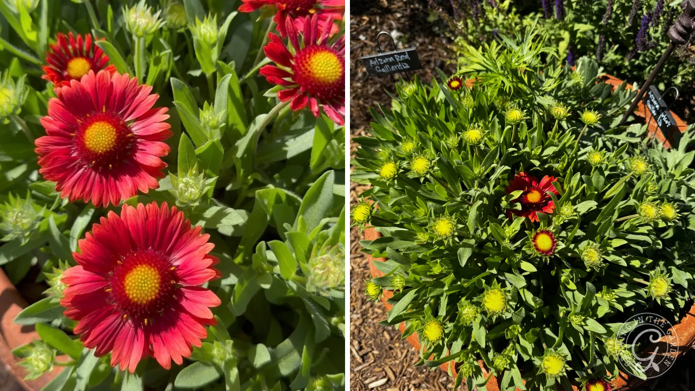 Close-up of red blanket flowers on the left; full plant with buds and a few blooms on the right.