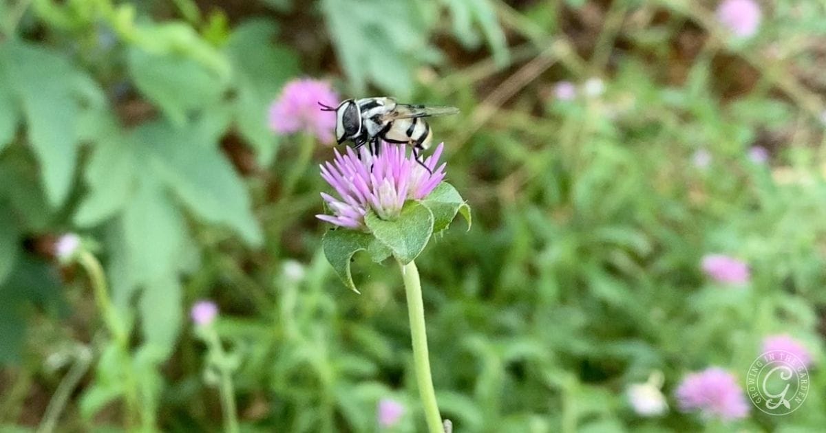 A black and white bee is perched on a small purple flower with a blurred green background.