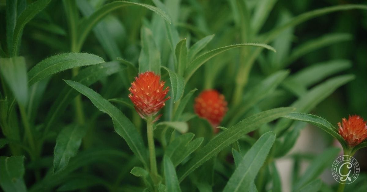 Gomphrena (Globe Amaranth) (3)