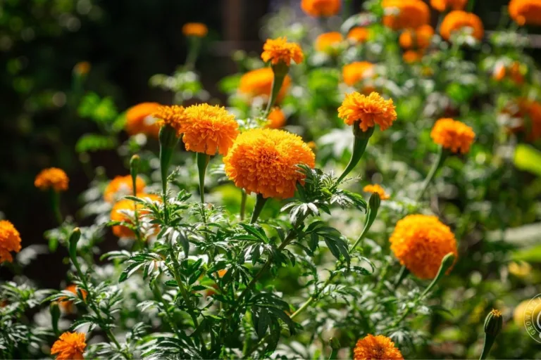 How to Grow Marigolds and Use Them as a Companion Plant featured image