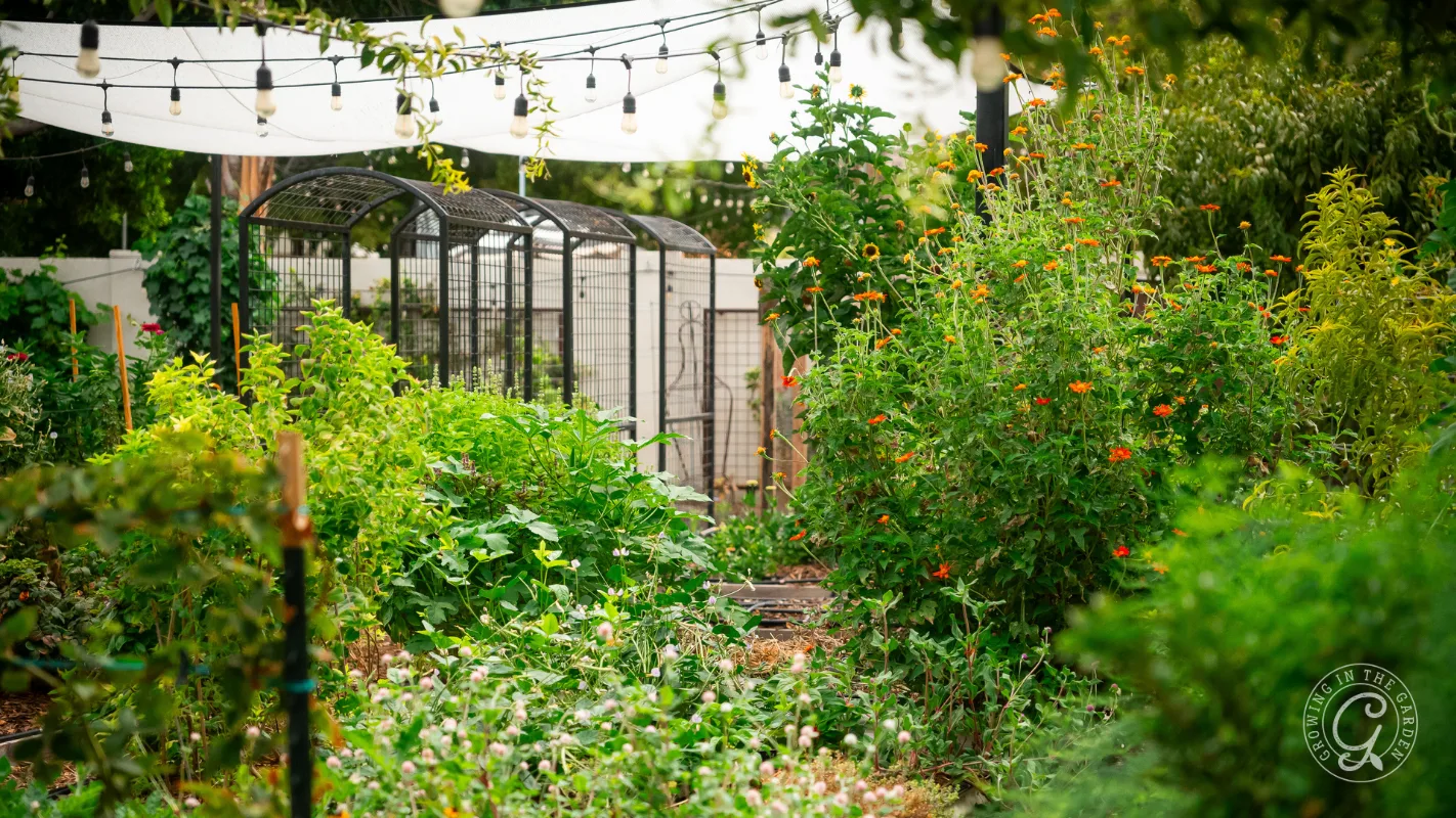 Lush garden with flowers, greenery, string lights, and metal structures in the background on a sunny day.