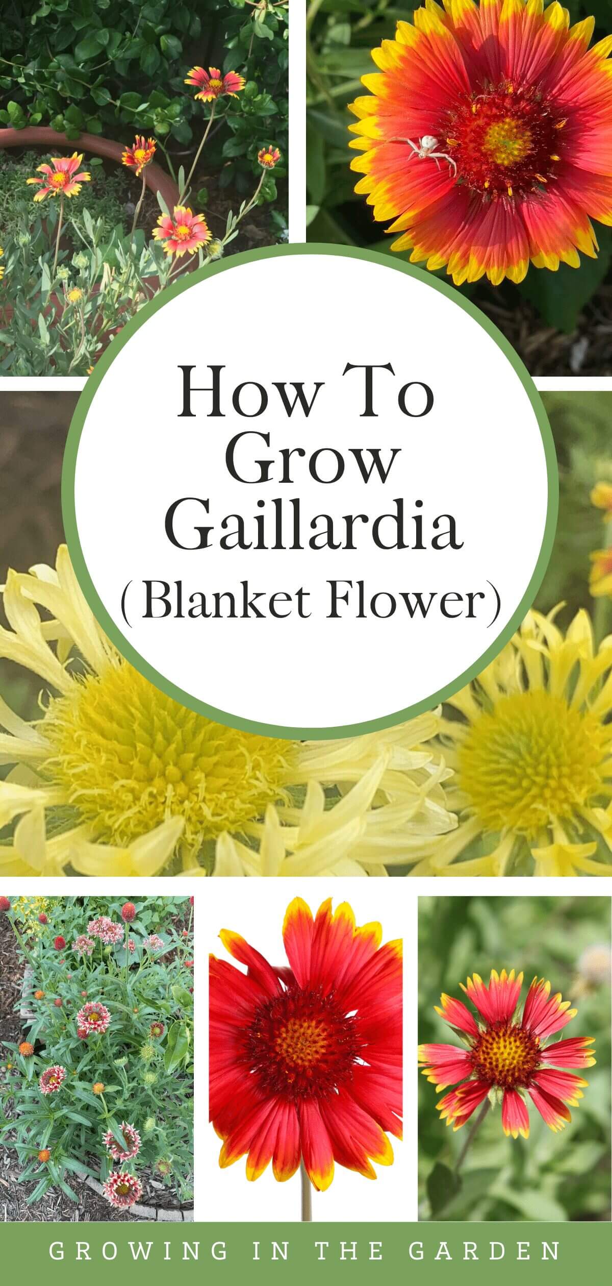 Learn how to grow gaillardia, a native American wildflower that grows well in hot, dry areas that are difficult for other plants to grow.