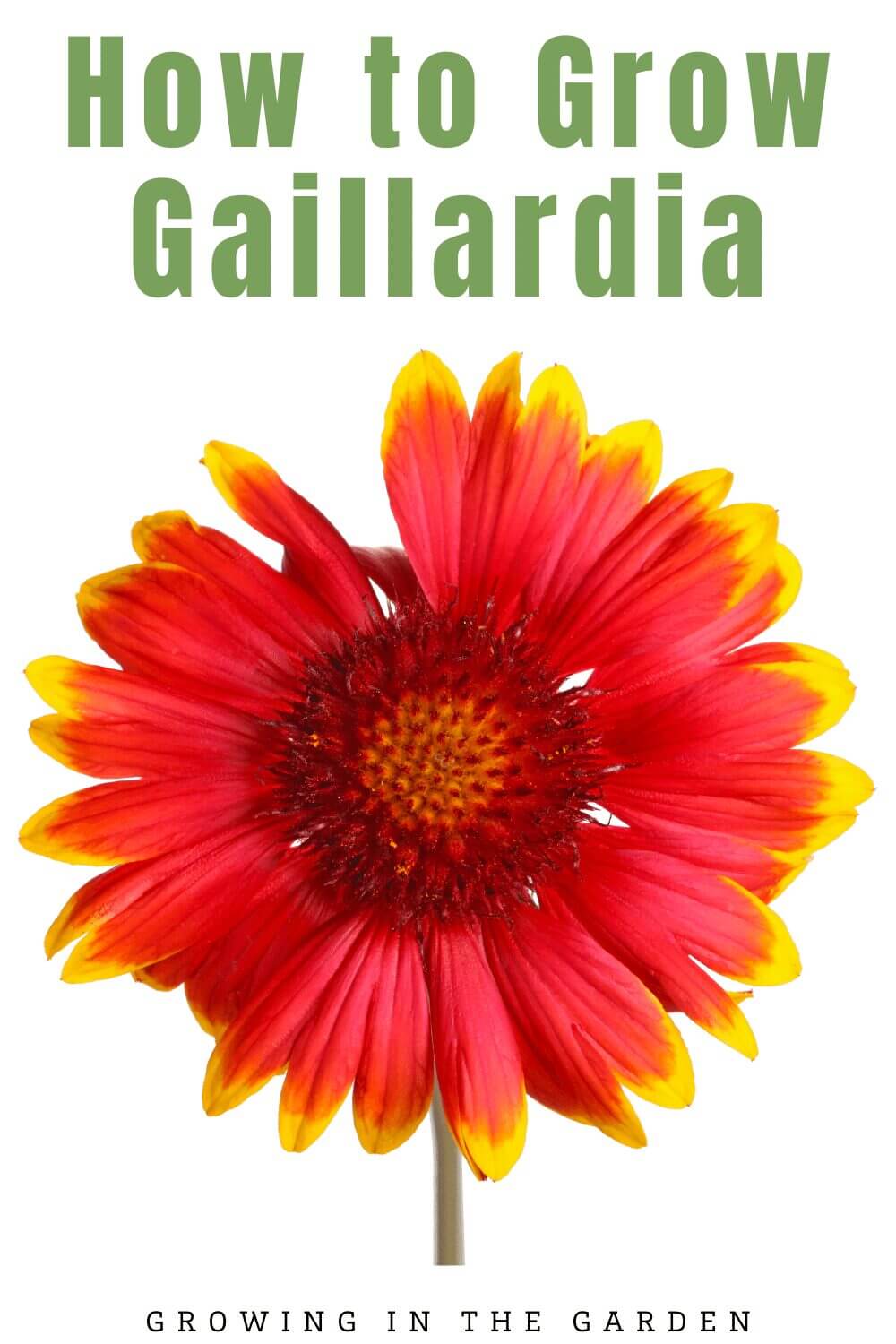 A vibrant red and yellow Gaillardia flower on a white background with โHow to Grow Gaillardiaโ at the top and โGrowing in the Gardenโ at the bottom, highlighting easy tips on how to grow Gaillardia.