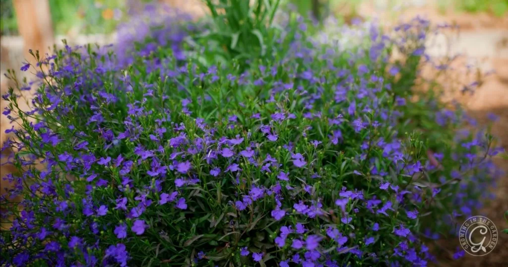 A cluster of vibrant purple flowers blooming in a garden bed with green foliage, perfect for those interested in learning how to grow lobelia successfully.