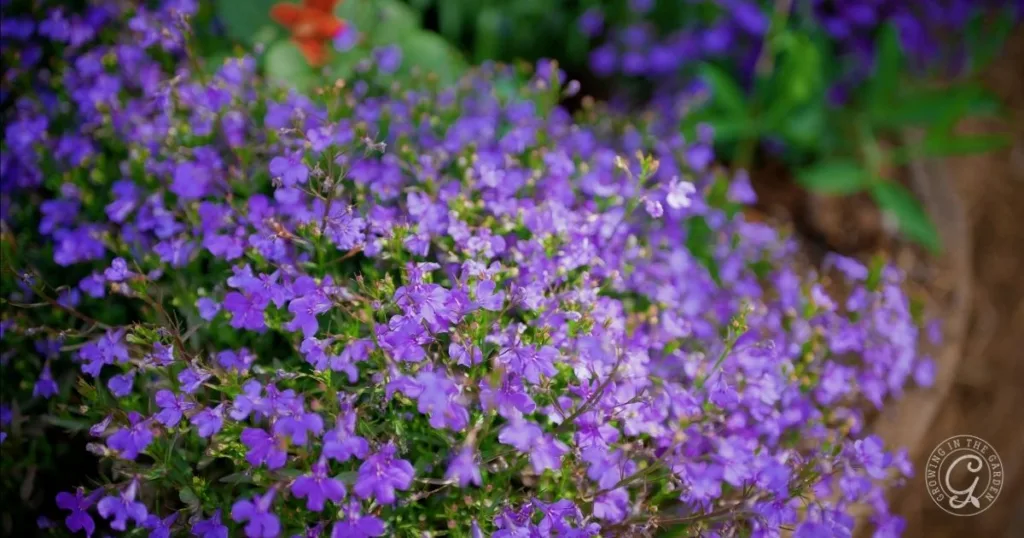 A cluster of small, vibrant purple flowers blooming in a garden bed, perfect for those learning how to grow lobelia.