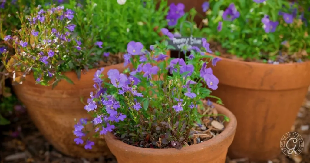 Purple flowers blooming in terracotta pots, surrounded by greenery in an outdoor garden setting—an inspiring scene for anyone learning how to grow lobelia and create a vibrant space.
