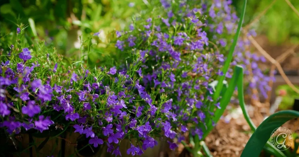 Cluster of vibrant purple lobelia flowers blooming in a garden with green leaves and blurred background, offering inspiration for those learning how to grow lobelia.