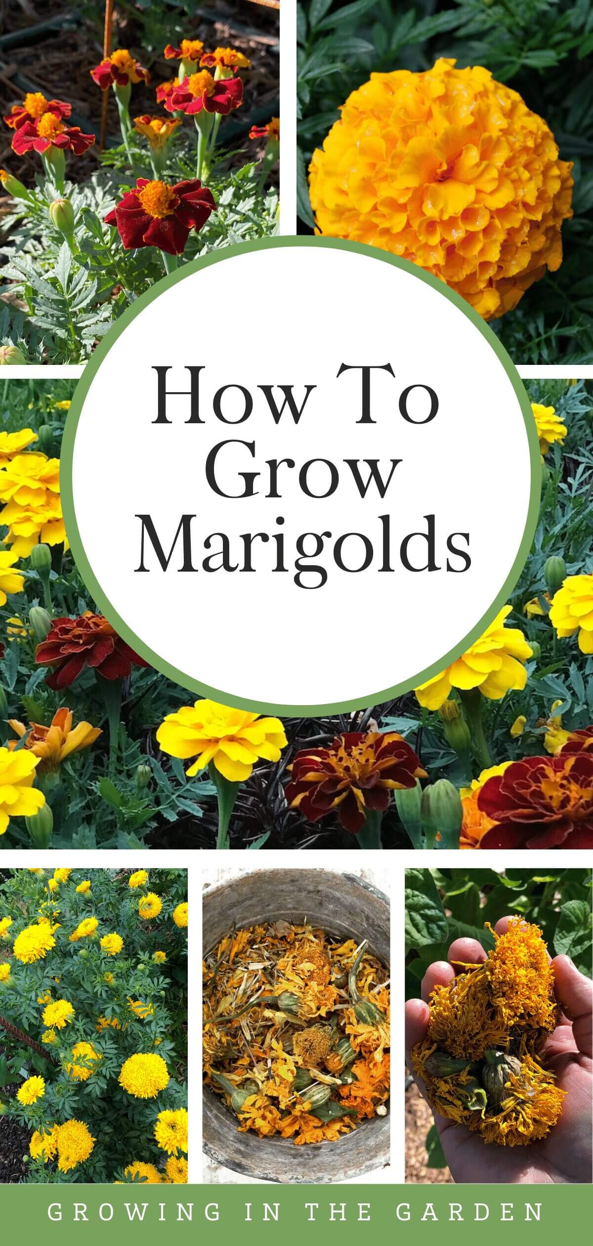 How to Grow Marigolds
