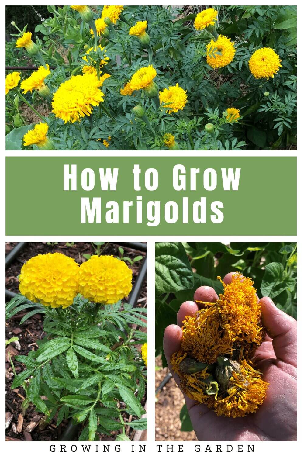 How to Grow Marigolds