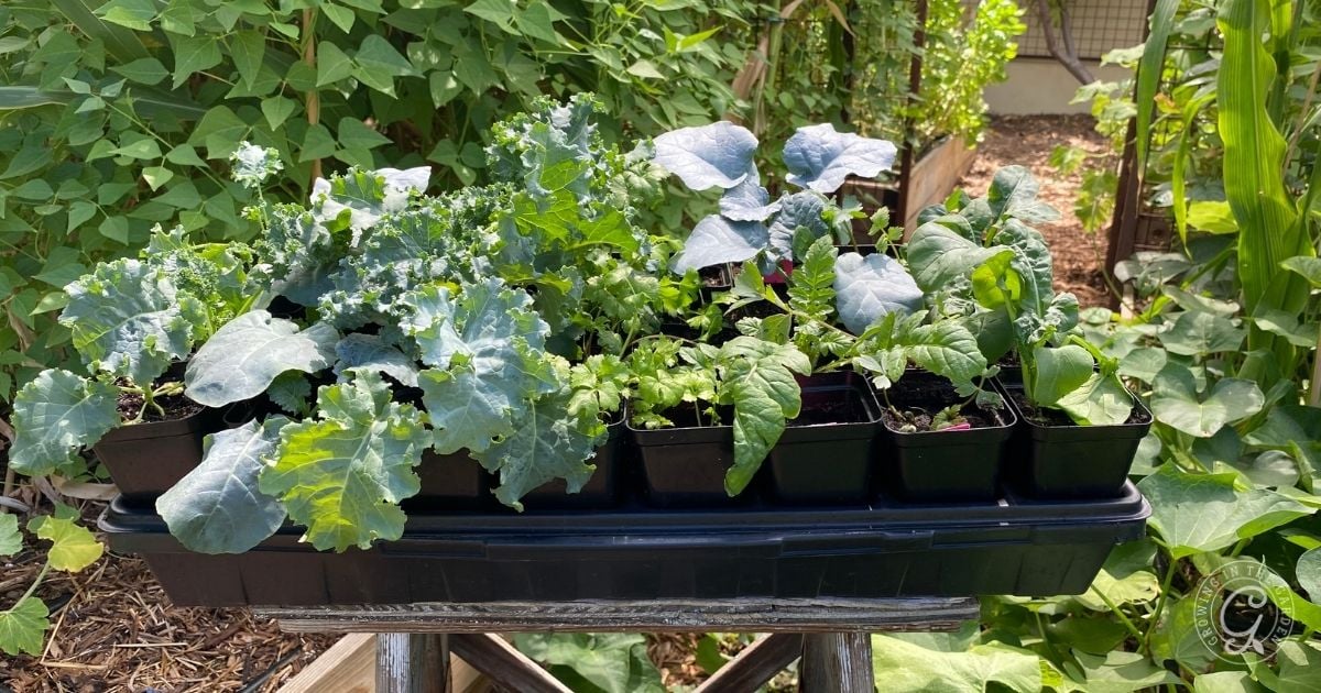 How to Harden Off Seedlings