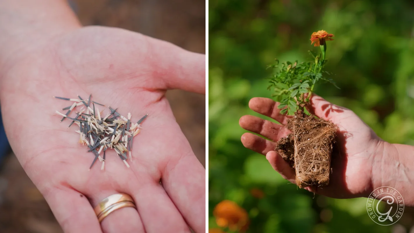Left: hand holding seeds. Right: hand holding a marigold seedling with roots exposed.
