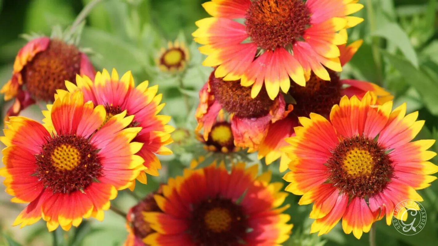 Bright red and yellow blanket flowers blooming outdoors with green leaves in the background.