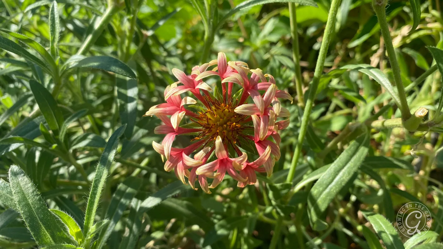 Pink and yellow flower blooming among green leaves in bright sunlight.