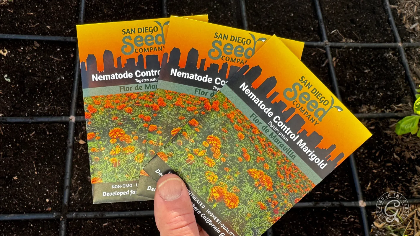 Hand holding three Nematode Control Marigold seed packets over a garden bed with soil and a small plant.