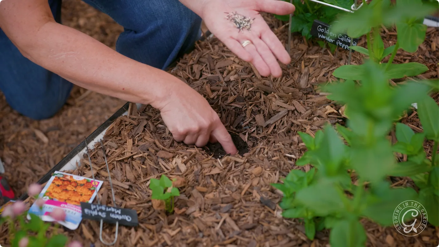 A person points to a small hole in mulch and holds seeds, preparing to plant in a garden bed.