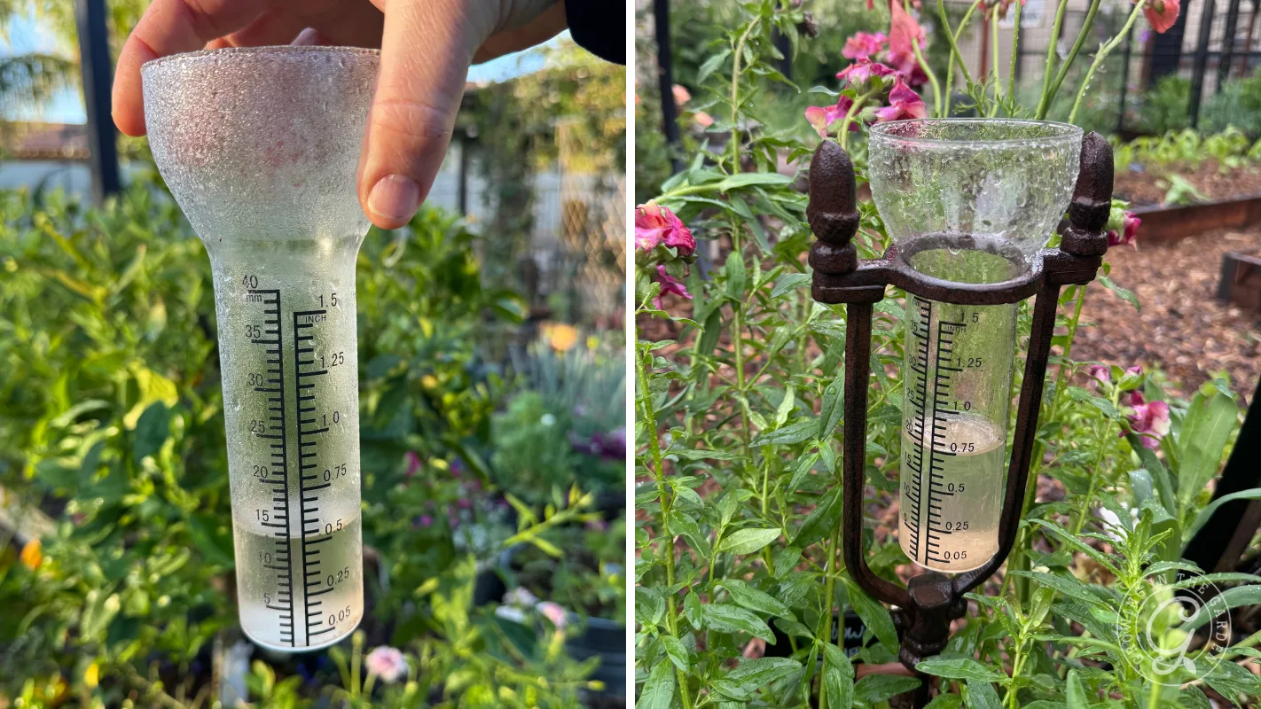 Two rain gauges in gardens show 0.5 inches and 0.75 inches of water; one is handheld, the other is in a metal holder.