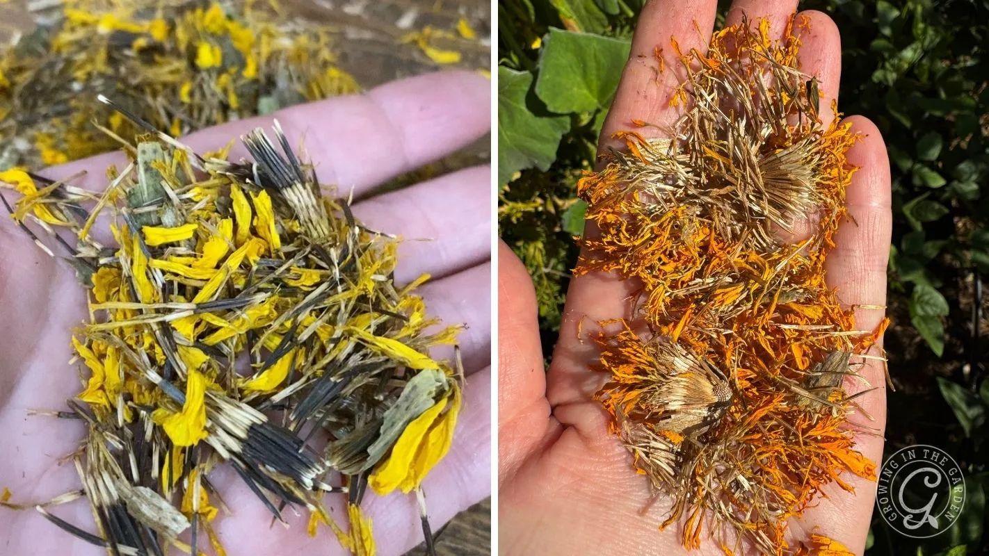 L. Saved seeds with black fully developed marigold seeds. R. Lighter colored seeds saved during the summer when it was too hot for marigold seeds to fully form. 