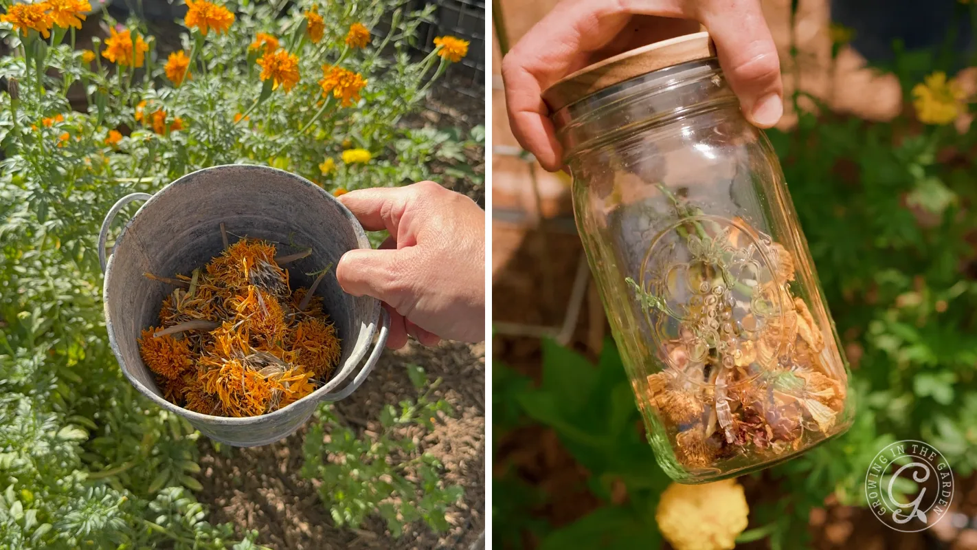 Left: Hand holds a bucket of marigold petals. Right: Hand holds a jar with dried marigold petals.