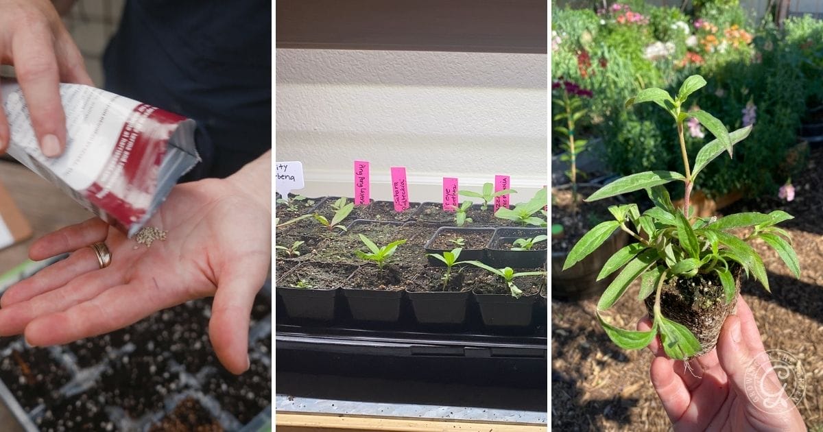 Starting Gomphrena (Globe Amaranth) From Seed