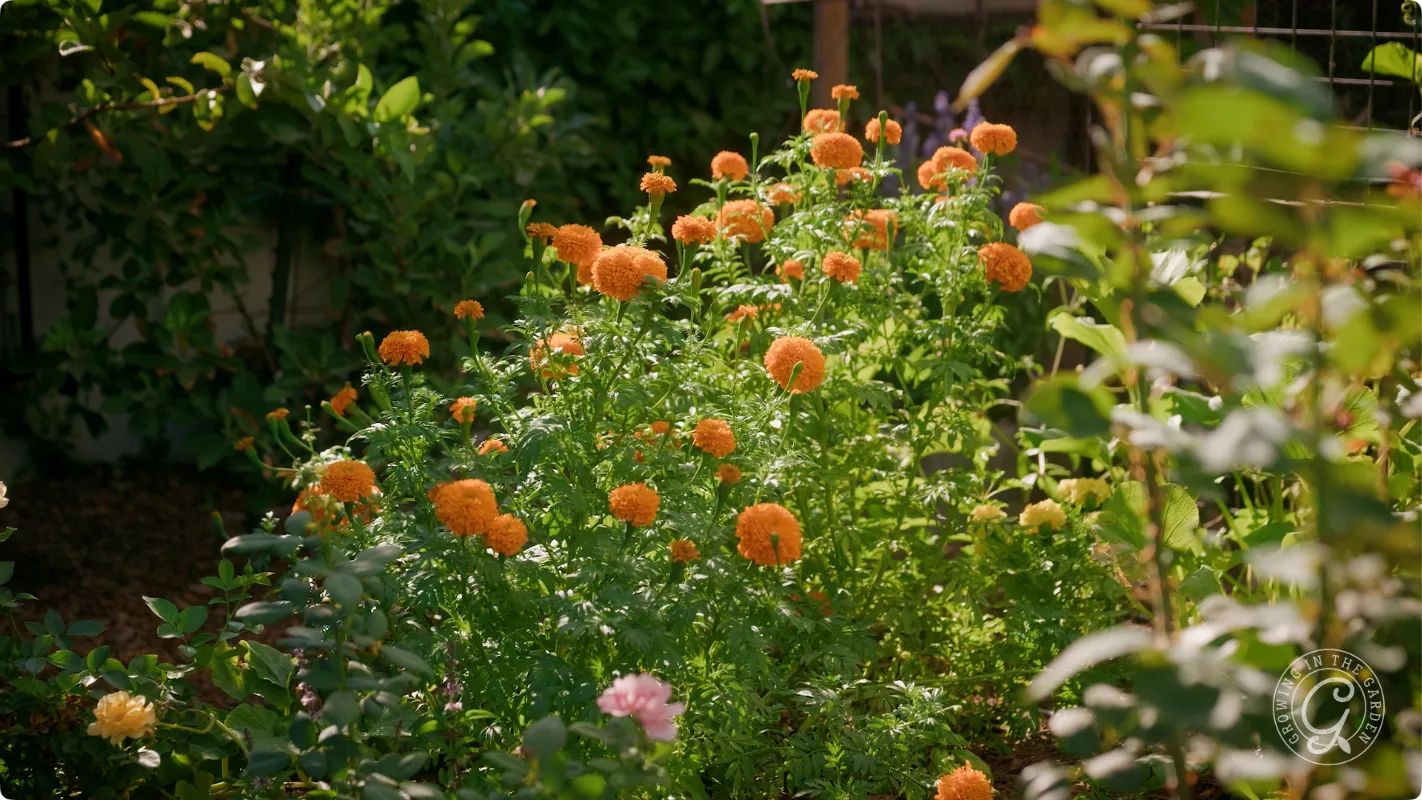  Healthy marigold plants still blooming in August in a raised bed that receives afternoon shade.