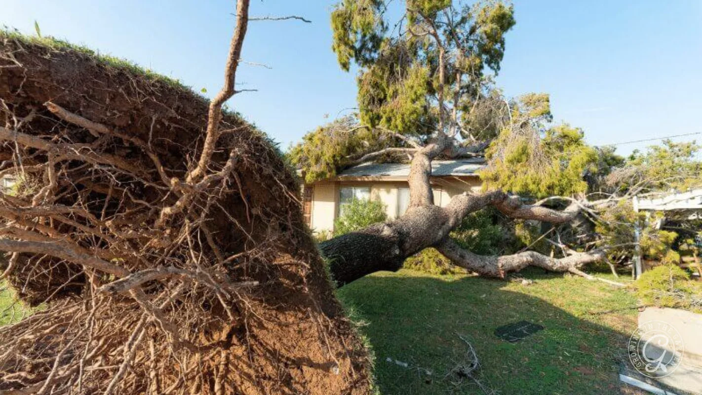 A large uprooted tree has fallen across the roof and driveway of a house, roots exposed and branches spread over the lawn.