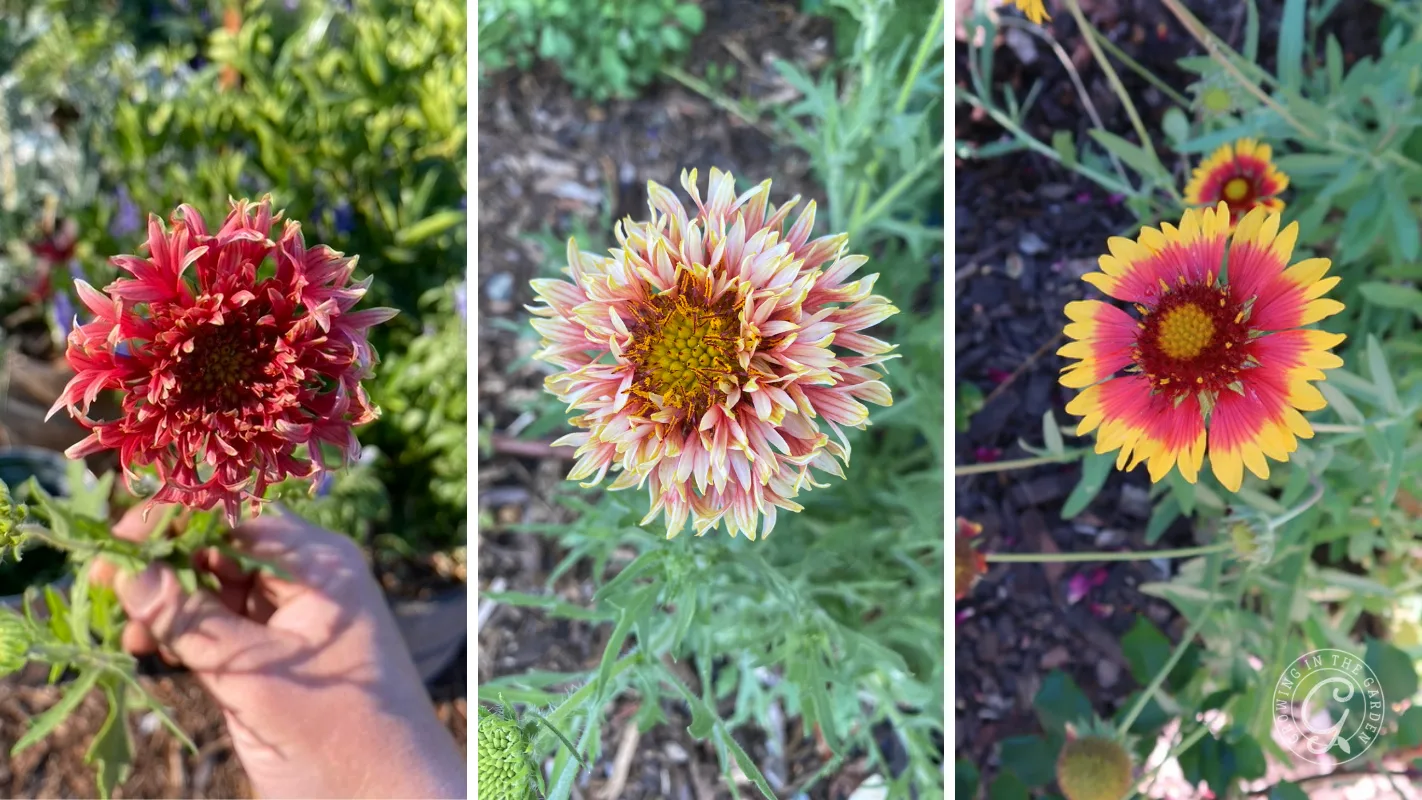 Three Gaillardia flowers in different bloom stages: bud, partially open, and fully open with yellow-red petals.