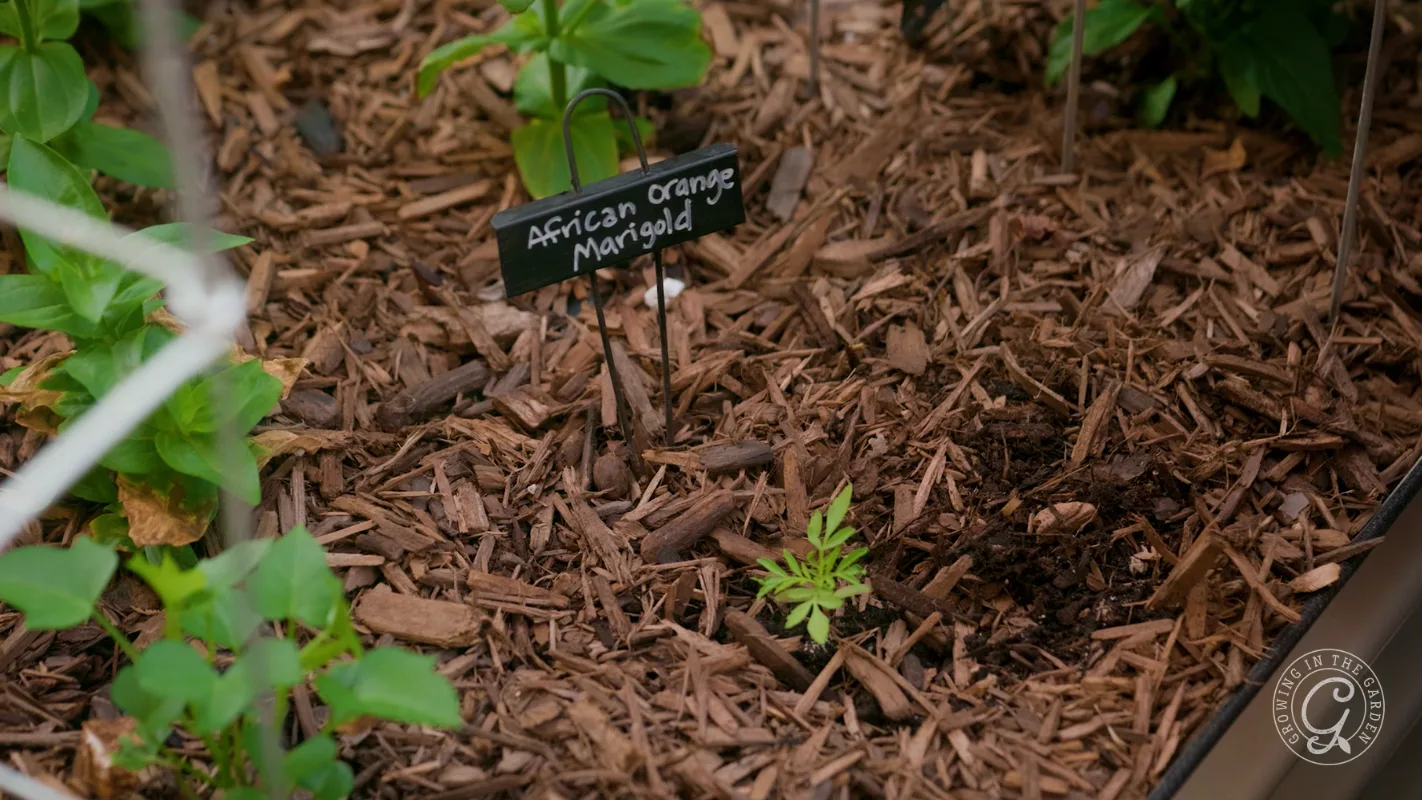 A small African Orange Marigold plant grows in mulch, marked by a black sign with white text.