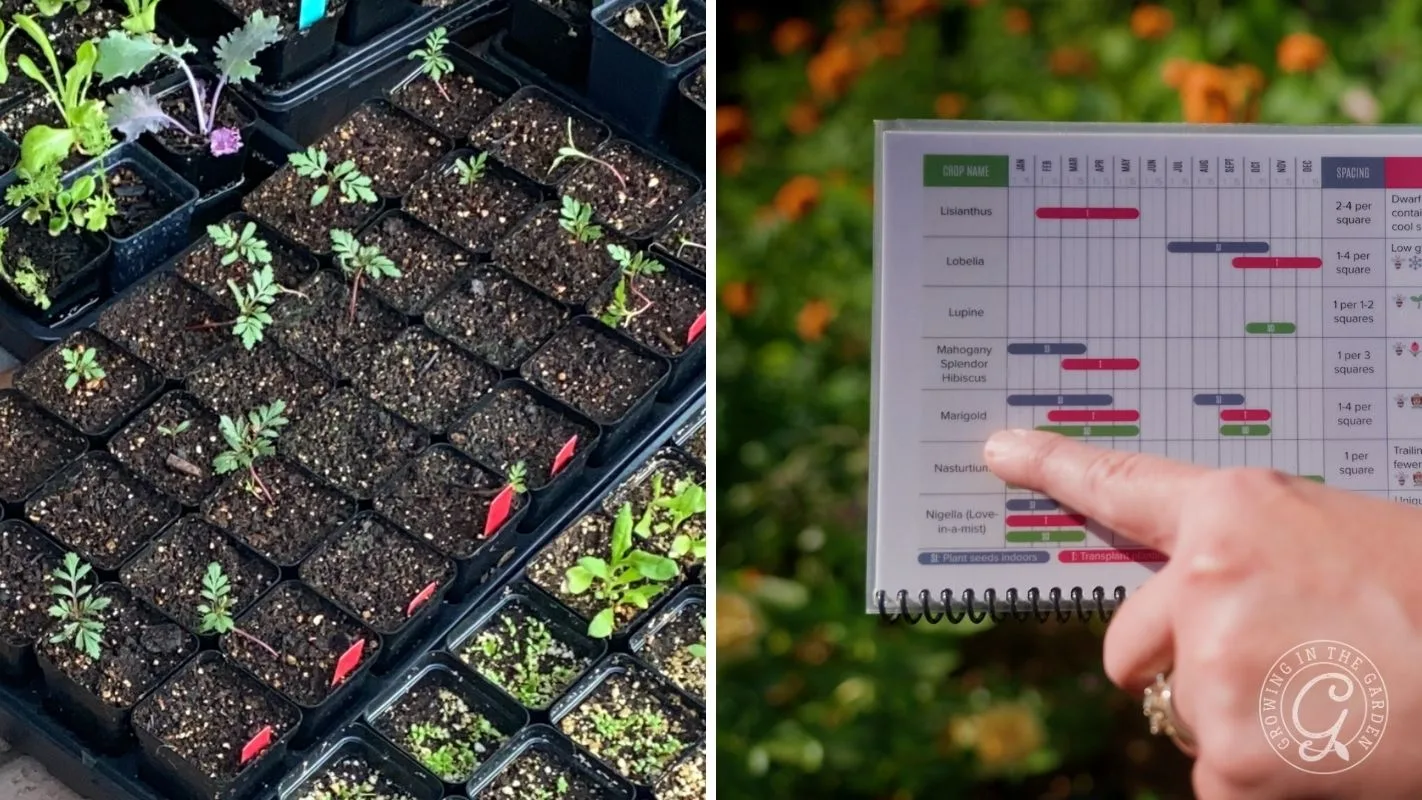 Seedlings in pots on left; hand points to a colorful planting schedule chart on right.