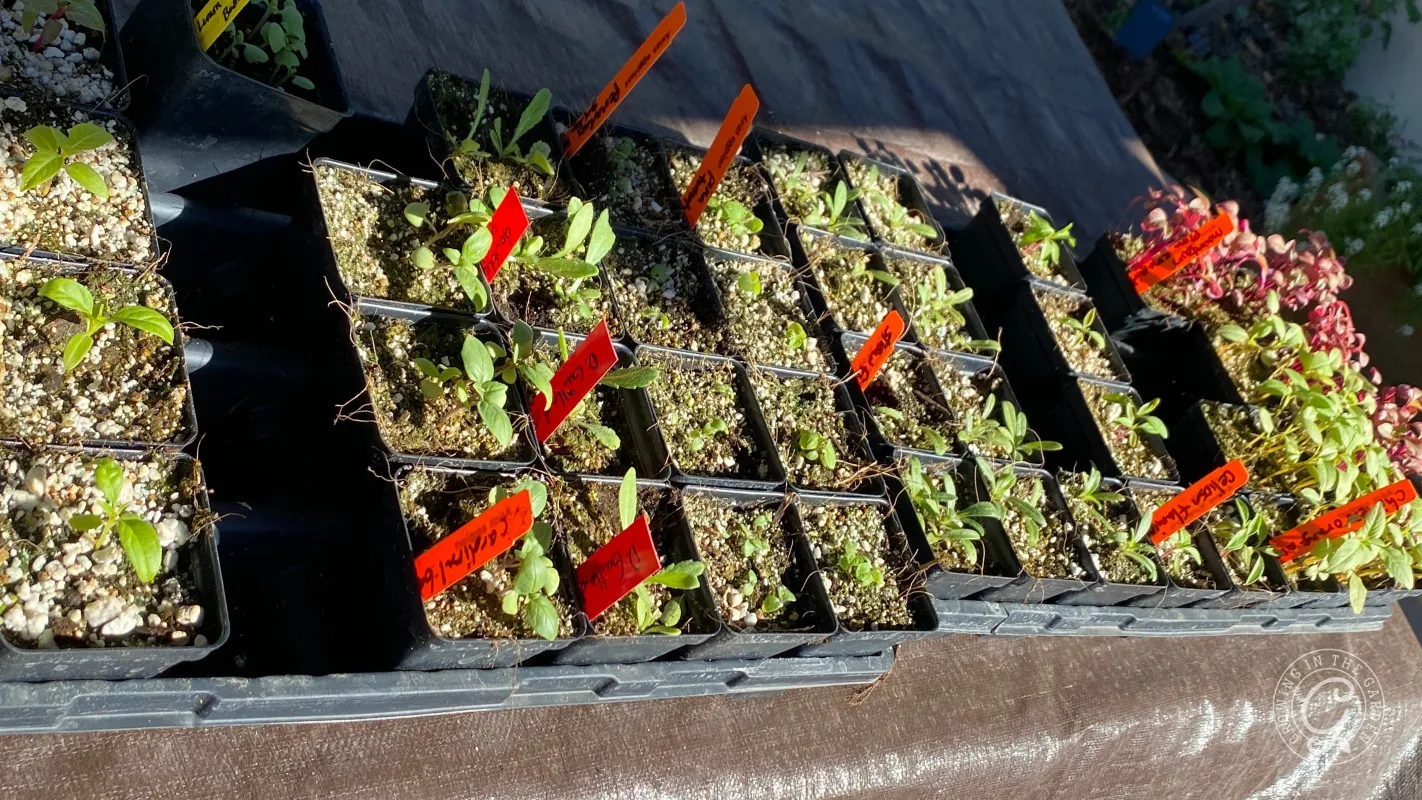 Seedlings in small black pots with red and orange plant labels, arranged in rows on a table outdoors.