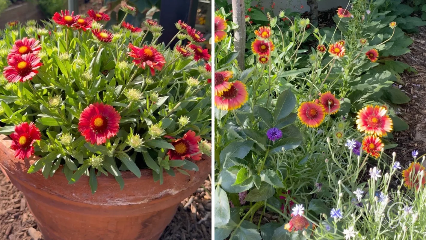 Side-by-side images of red and yellow blanket flowers in a pot and blooming in a garden bed.