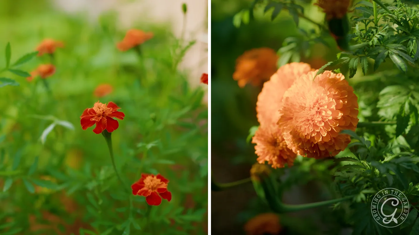 Left: small red French marigold flowers. Right: larger orange african marigold blooms.