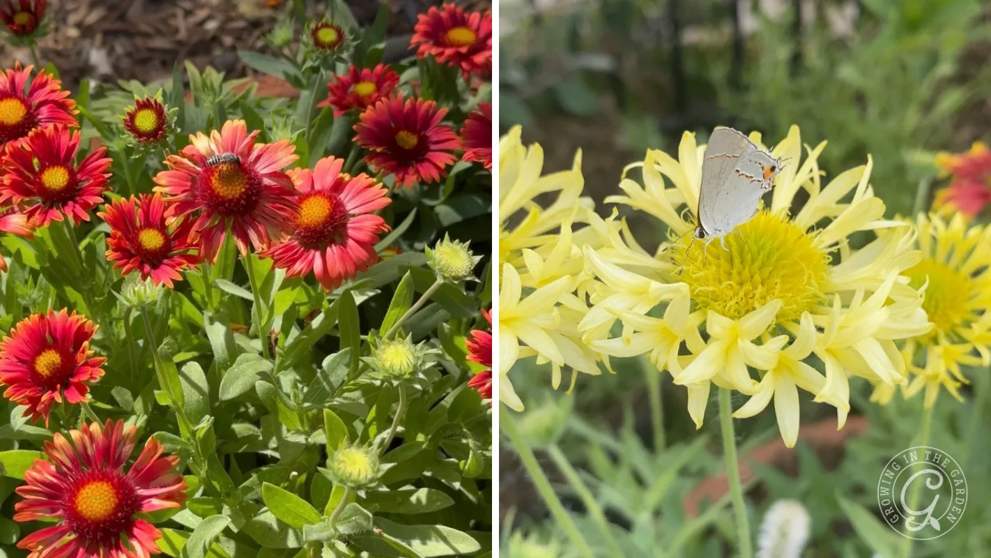 Red and yellow flowers on the left; pale yellow flowers with a small butterfly on the right.