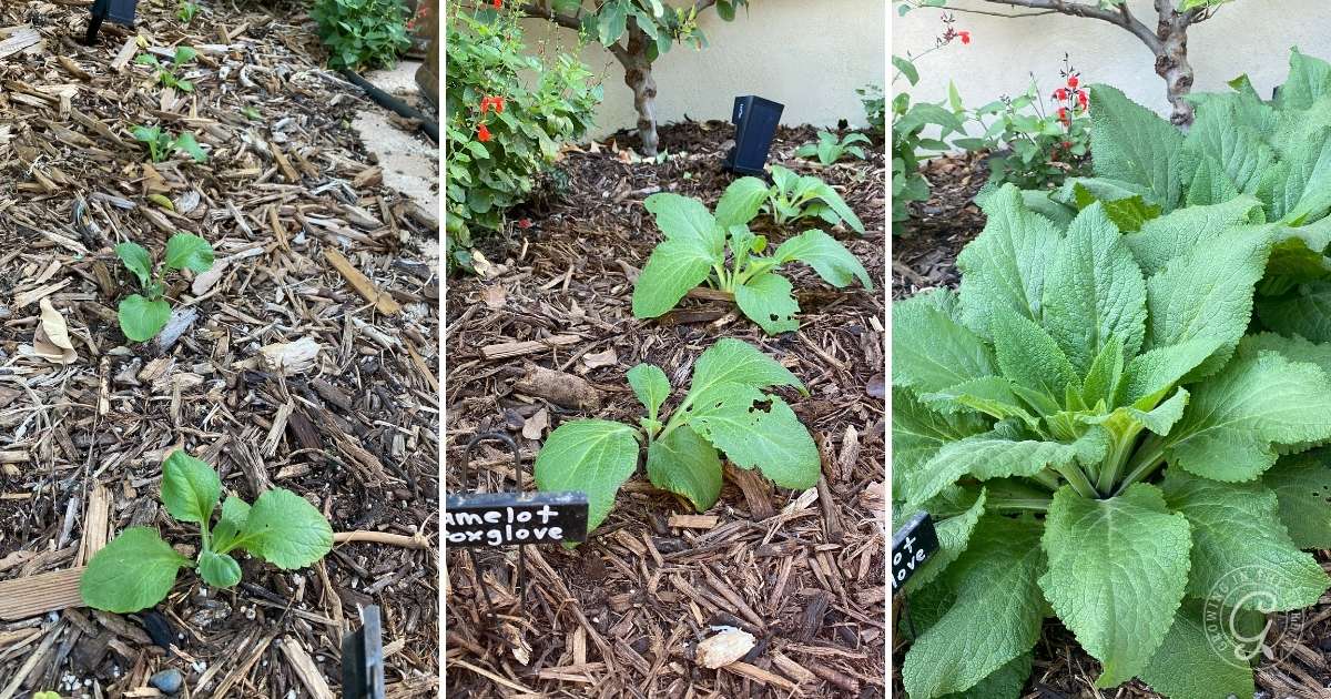 Three stages of foxglove plant growth in a garden bed: seedlings, small plants, and mature leaves.