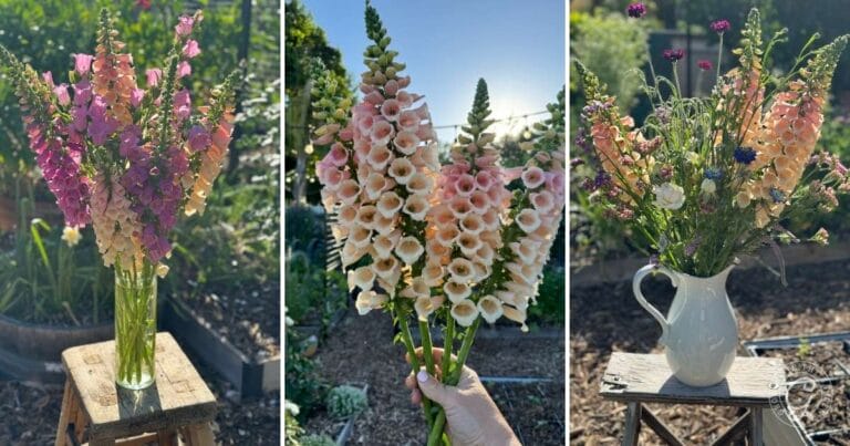 How to Grow Foxglove in Hot Climates - Growing In The Garden