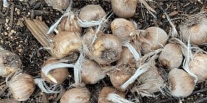 How to Grow Saffron Crocus - Growing In The Garden